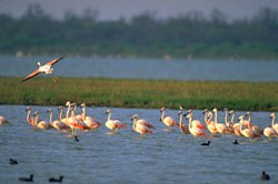 flamencos