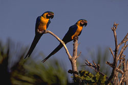Los