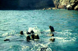 Lobos marinos
