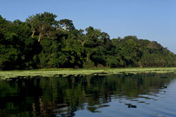 Pacaya-Samiria National Reserve